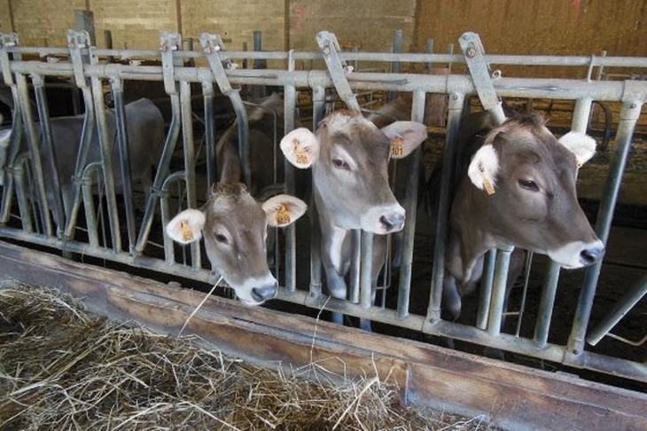 قوستاناي وبلىسىندا 381 اقىلدى فەرما قۇرىلادى