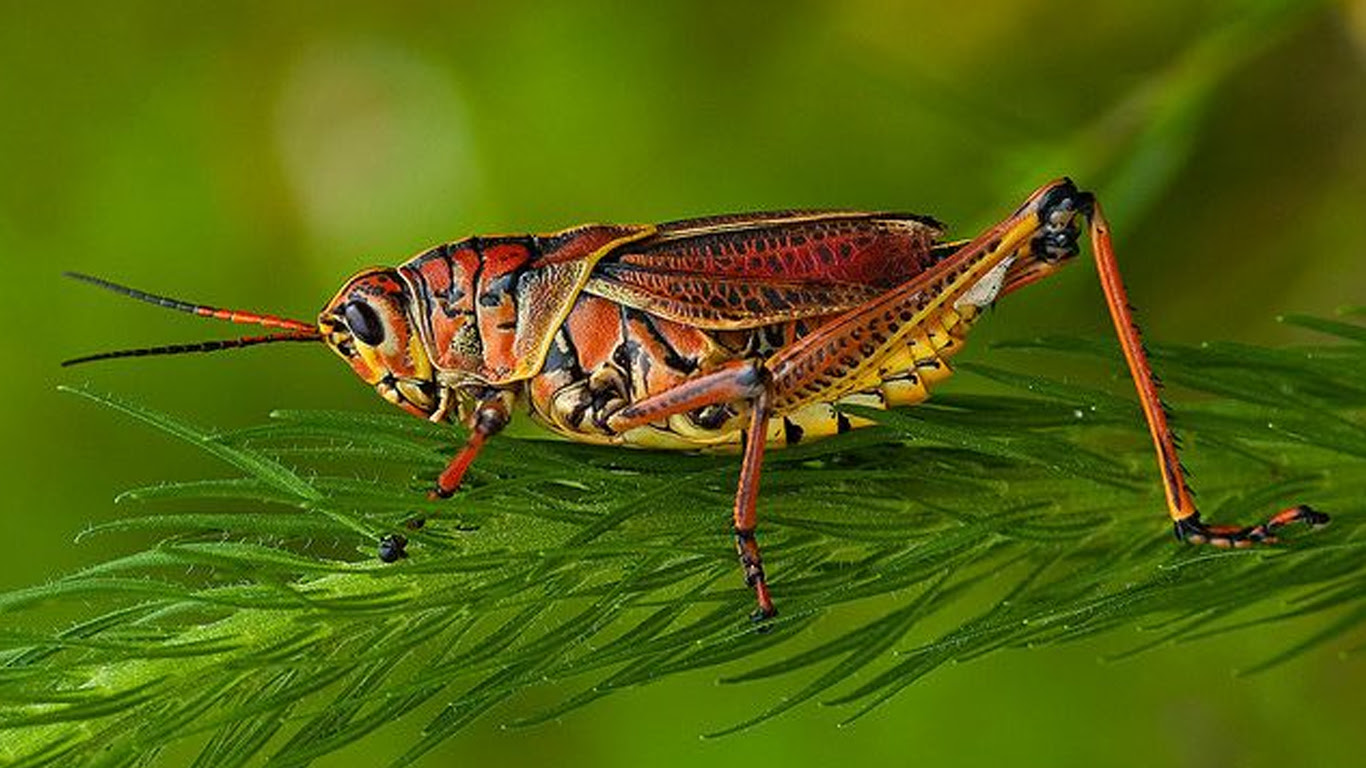 جەمىر شەگىرتكەلەر شىعىس ءوڭىرىنىڭ اۋداندارىندا بوي كورسەتتى