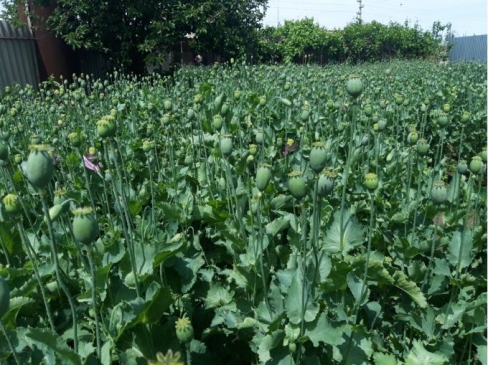 تۇركىستان تۇرعىنى اۋلاسىندا كوكنار وسىرگەن