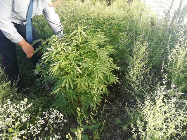 قىزىلوردا تۇرعىنى اۋلاسىنا 83 ءتۇپ سورا ەككەن