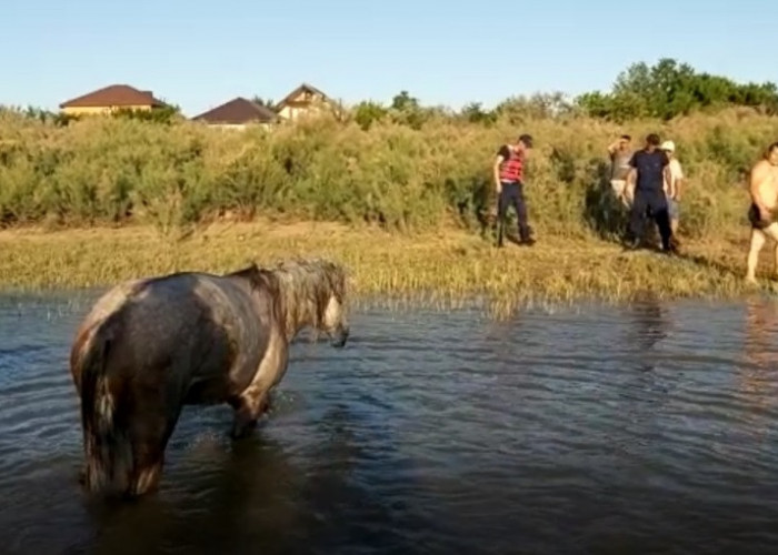 اتىراۋدا براكونەر تورىنا بالىق ەمەس, جىلقى ءتۇستى