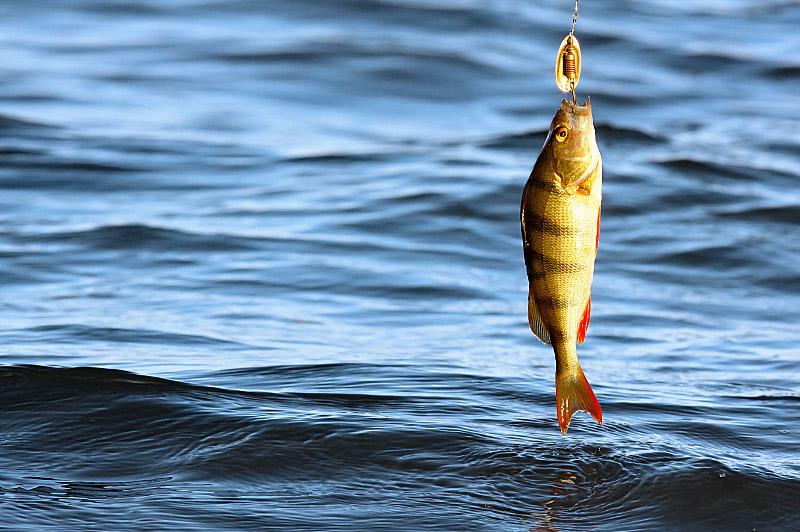 كوكشەتاۋدا ساسىق بالىقتاردى اۋلاۋ تىيىلماي وتىر