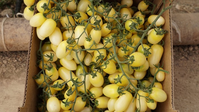 كەلەستىك كاسىپكەر قىزاناقتىڭ قىرىق ءتۇرلى سورتىن وسىرەدى