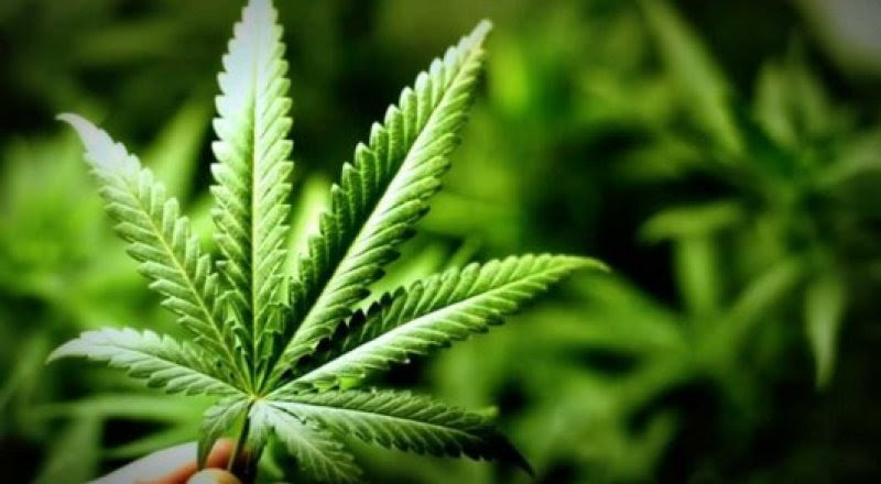 تۇركىستان وبلىسى تۇرعىنىنىڭ اۋلاسىنان بەس ءتۇپ قاراسورا تابىلدى