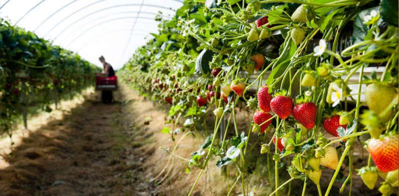 اگروونەركاسىپ كەشەنى قانشا ادامدى اسىرايدى؟