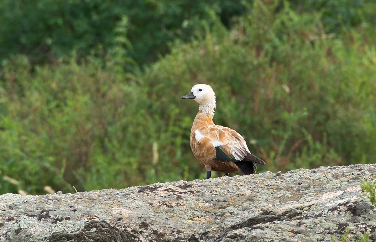 شىلدە ايىنا ارنالعان اۋا رايى بولجامى