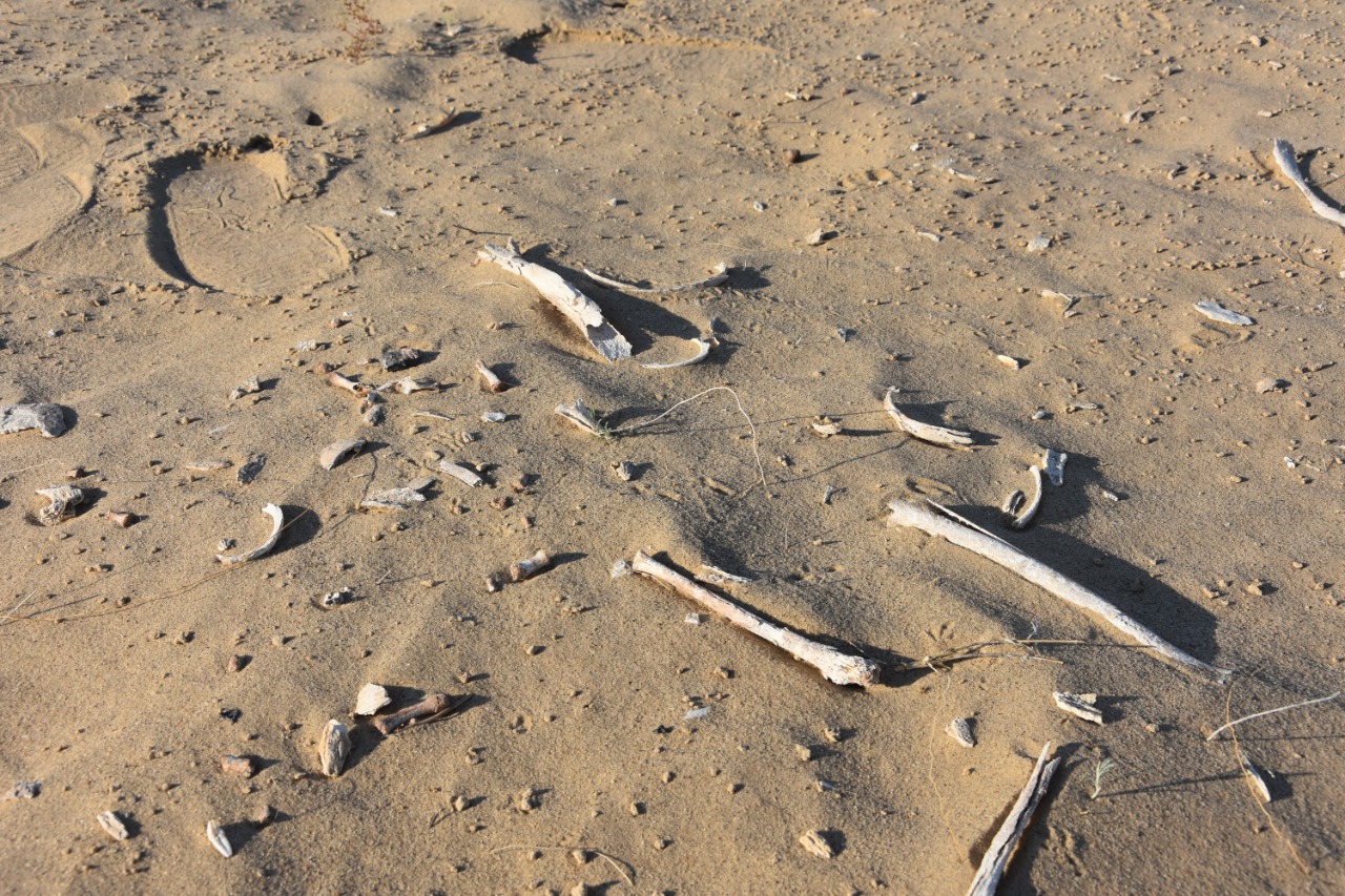 قاراقۇمداعى قازىنا