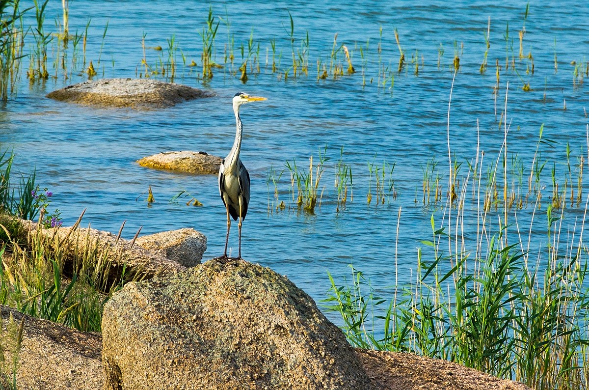 ەلىمىزدىڭ كەي وڭىرىندە نايزاعاي ويناپ, جاڭبىر جاۋادى