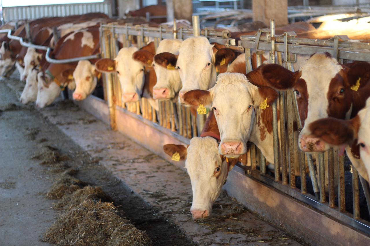 شىمكەنتتە مال شارۋاشىلىعىن دامىتۋدا 7 جوبا جۇزەگە اسىرىلۋدا