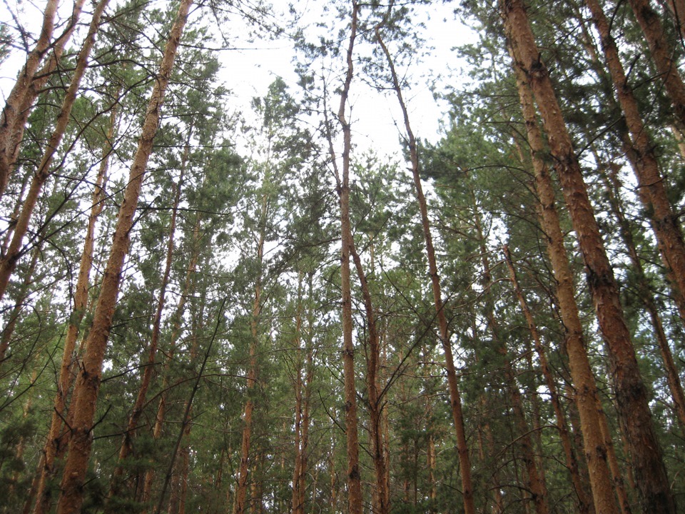 پاۆلودار وبلىسىنىڭ ورماندارىندا 2 ميلليونعا جۋىق اڭ بار