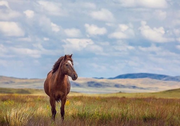 قازاق جىلقىسىنىڭ جەتى جوعى قاشان تۇگەندەلەدى؟