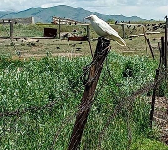 اق قارعانىڭ اۋىلعا قونۋىندا استار بار ما؟