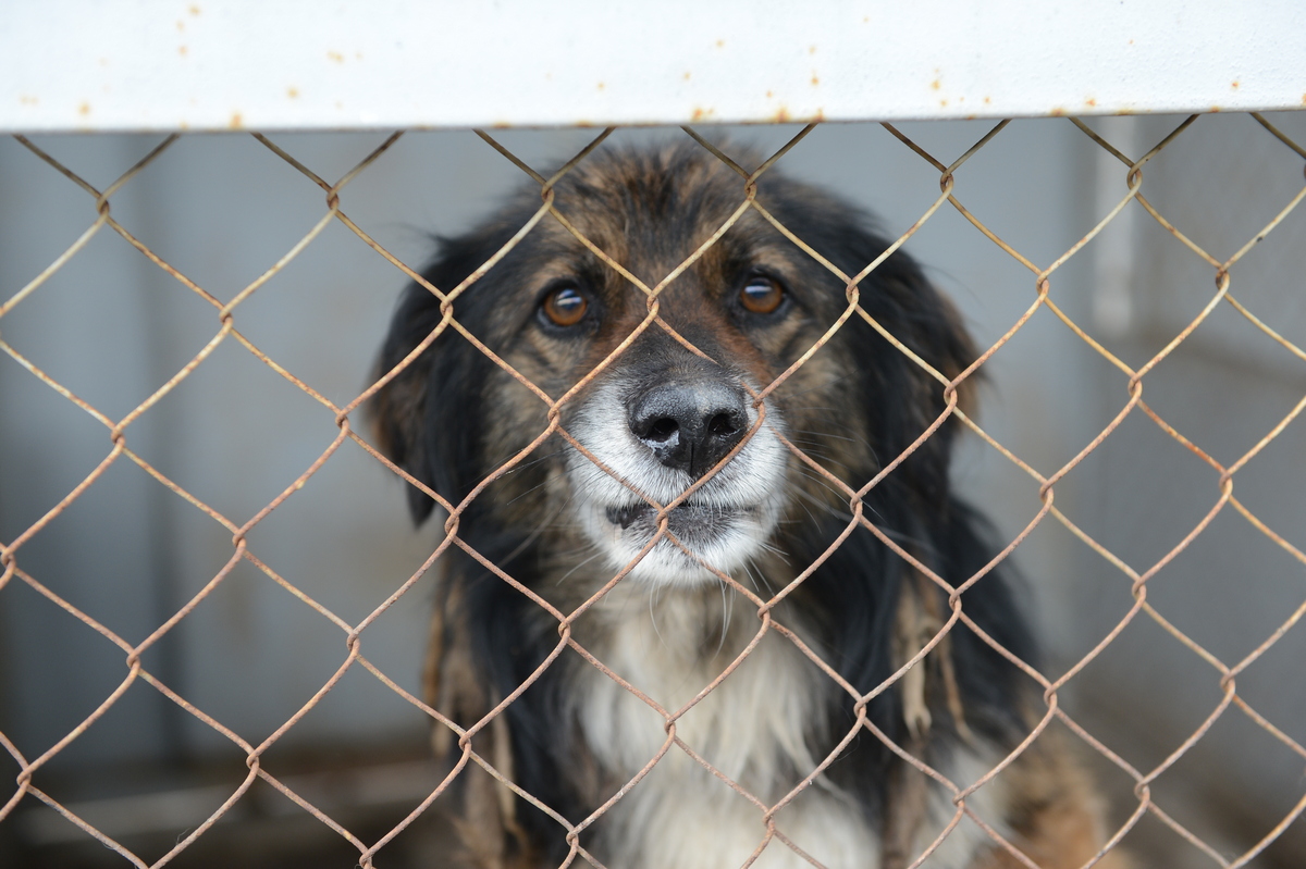 الماتىدا 20 مىڭ ءۇي جانۋارىنا چيپ تاعىلادى