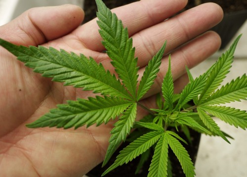 اتىراۋدا قاراسورا وسىرگەن تۇرعىن ۇستالدى