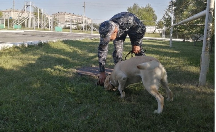 600-دەن استام قىلمىس يتتەردىڭ كومەگىمەن اشىلدى