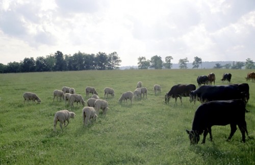 ەاەو مال ءوسىرۋ مەن تۇقىم الۋ ادىستەرىن بىرەگەيلەندىرەدى