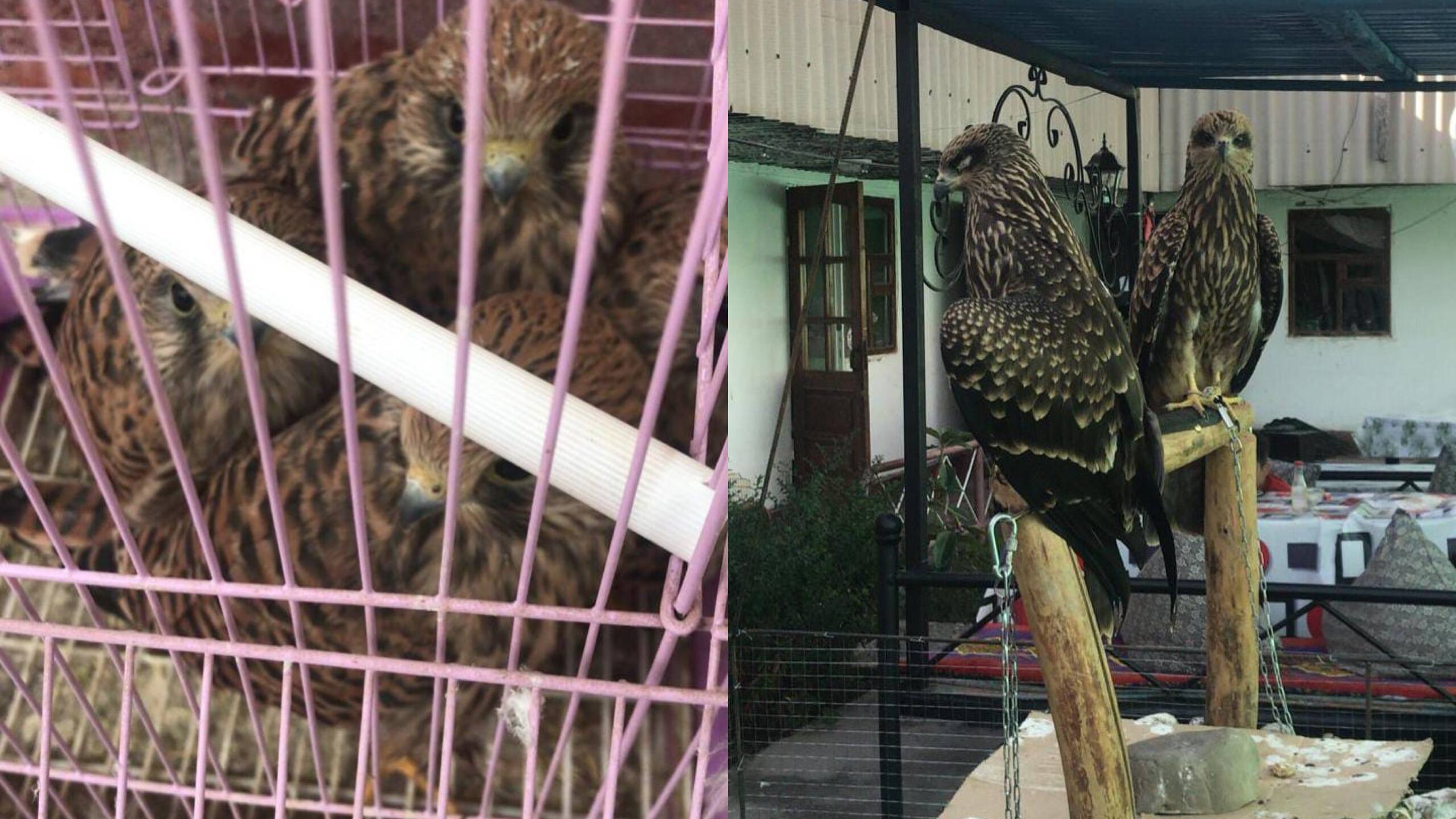 سيرەك كەزدەسەتىن جىرتقىش قۇستار شايحانادان تابىلدى