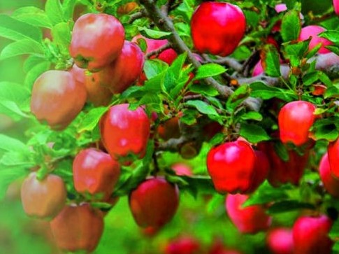 وتاندىق باعباندار نيدەرلاند تەحنولوگياسىن قولدانادى