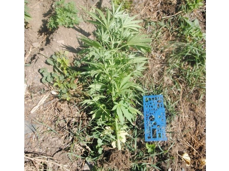 بۇلاق باسىنا سورا ەككەندەر ۇستالدى