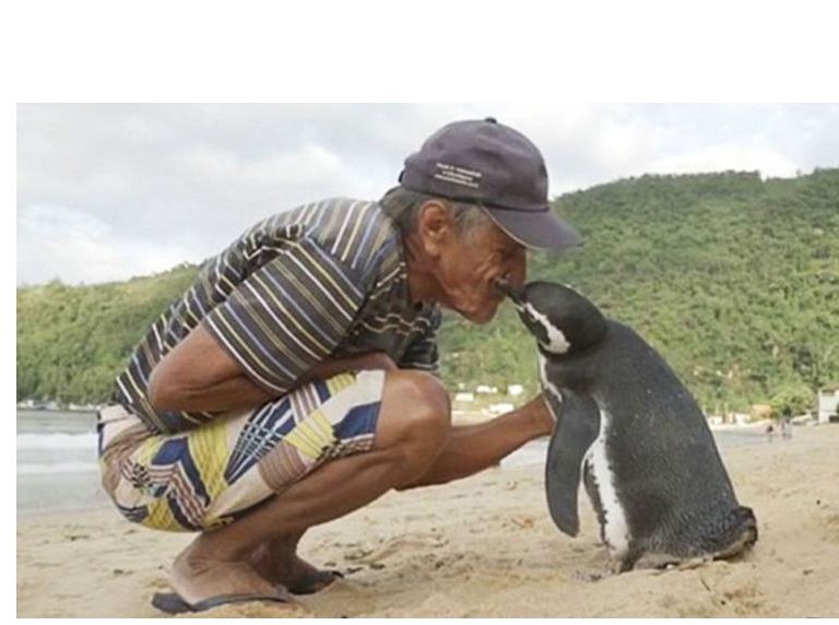 قۇتقارۋشىسىن قۇرمەتتەيتىن پينگۆين