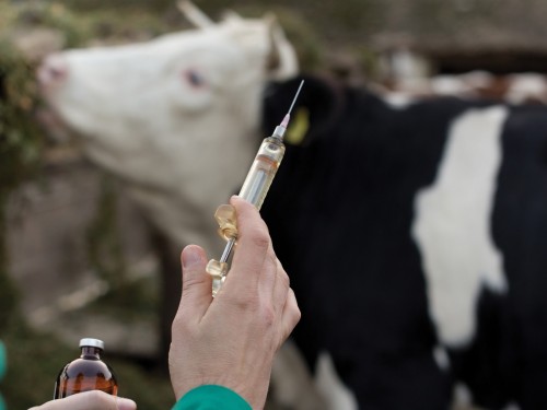 شىعىس قازاقستان وبلىسىندا مالدىڭ قۇتىرما اۋرۋىنىڭ تارالۋ قاۋپى جويىلدى