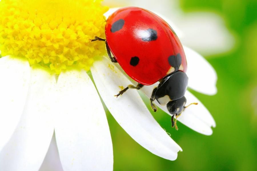 تامىزدا كۇن رايى قانداي بولماق؟