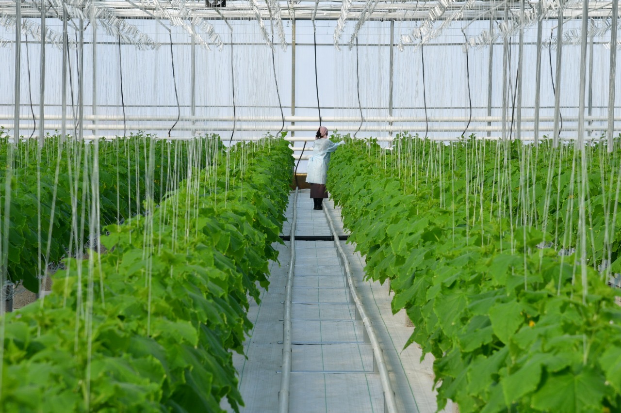 اۋىل شارۋاشىلىعى ءونىمىنىڭ ءوسىمى بويىنشا شىمكەنت رەسپۋبليكادا كوش باسىندا