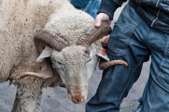 الماتىدا 1300-دەي ادام قۇرباندىققا شالىنعان مالدىڭ ەتىن الۋعا ءوتىنىش بىلدىرگەن