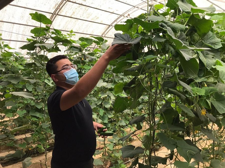 الىستان اربالامايدى