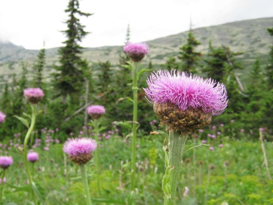 دارىلىك وسىمدىكتەر: وزگەلەرگە ءدارۋ, ءوزىمىز ءزارۋ بولىپ قالمايىق