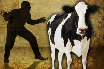 جامبىل وبلىسىندا مال ۇرلاعاندار ۇستالدى