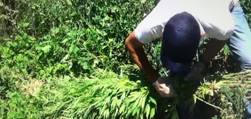 باتىس قازاقستاندا ەسىرتكى ەگۋشىلەر كوبەيگەن