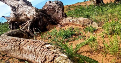 وڭىردە كۇردەلى ەكولوگيالىق ماسەلە كوپ