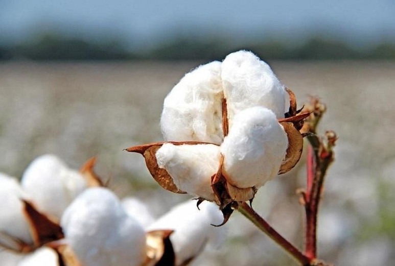 COVID-19: ماقتانىڭ كەرەمەت قاسيەتى