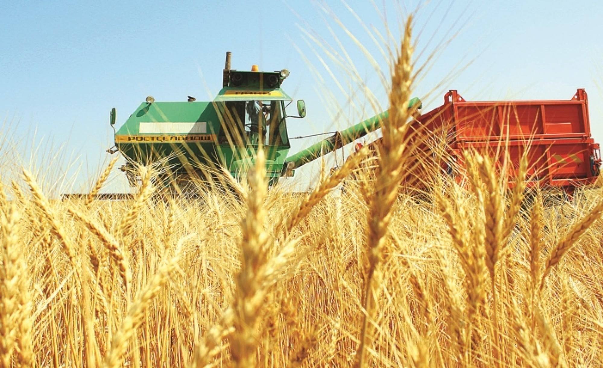 استىقتى القاپتارداعى ارپالىس