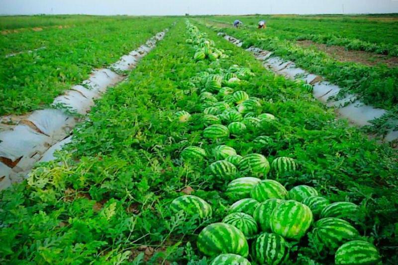 باقشا ەككەننىڭ بەينەتى قاشان بىتەدى؟