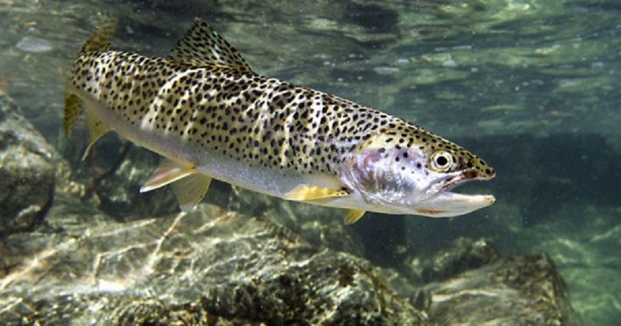 حانبالىقتى شارباقتا وسىرەدى