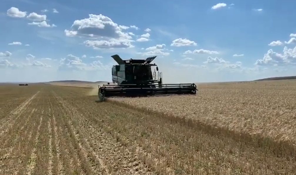 قاراعاندى وبلىسى ەكسپورتقا 700 توننا تريتيكالە جونەلتتى