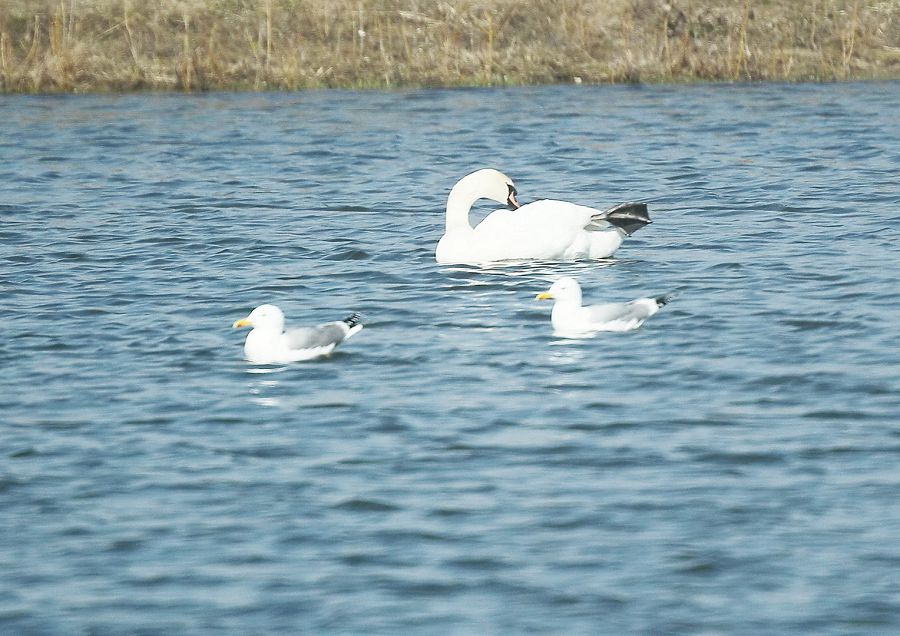 تالدىكول قۇرعاتىلا ما؟