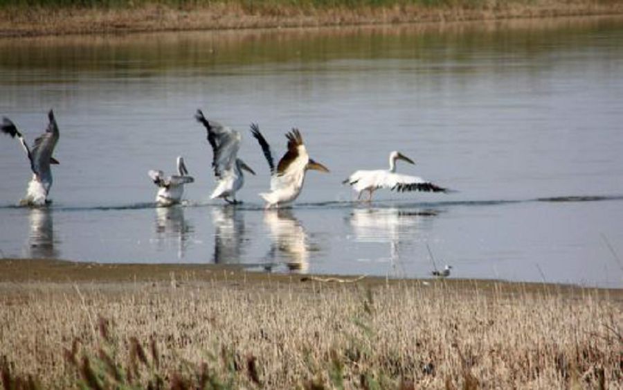 ىرىستى ىرعىز