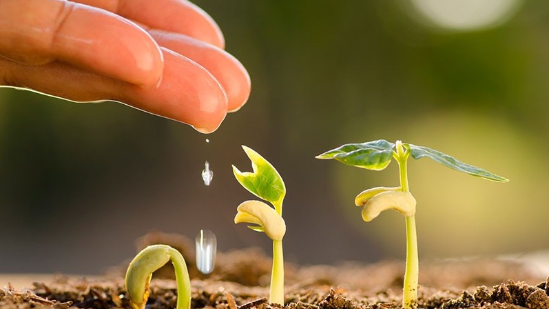 قازاقستاندىق كاسىپكەرلەر كانادالىق تۇقىمداردى قالاي ساتىپ الۋدا؟