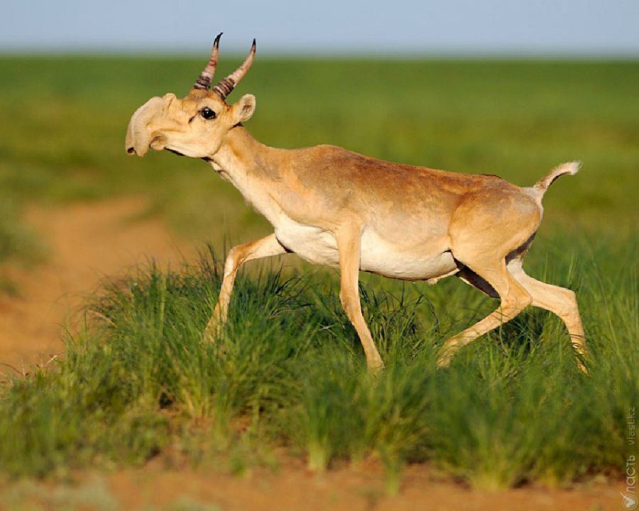 ىرعىز-تورعاي رەزەرۆاتى قامقورلىققا ءزارۋ