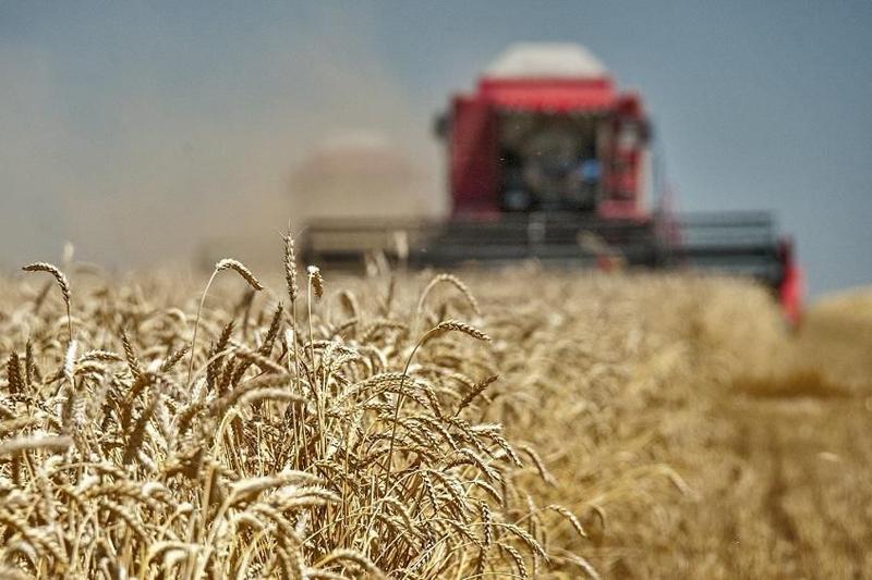 جەتىسۋدا جيىن-تەرىن ناۋقانى قارقىندى ءجۇرىپ جاتىر