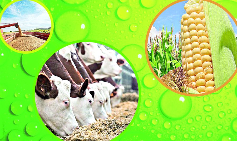 جەر – قازىنا, جەر – ىرىس, جەر – بەرەكە!