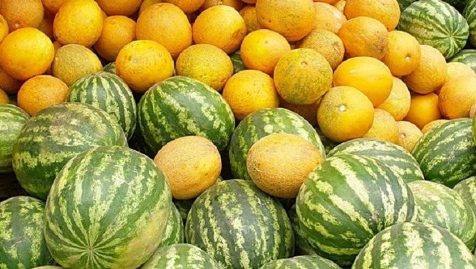 ماقتاارالدىق شارۋالار قاۋىن جانە قاربىز ونىمدەرىن شەتەلگە ەكسپورتتاۋدا