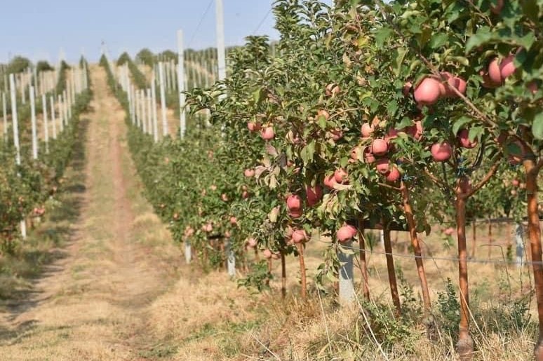 شىمكەنتتە ينتەنسيۆتى باۋ كولەمى ارتىپ كەلەدى