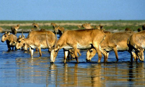 بيىل قورعالجىن قورىعىندا كيىك ءۇش ەسە كوبەيدى