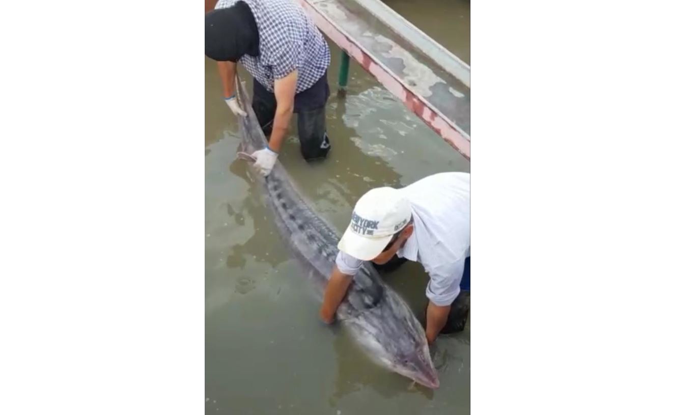 اتىراۋدا الىپ قورتپا بالىعى اۋلاندى