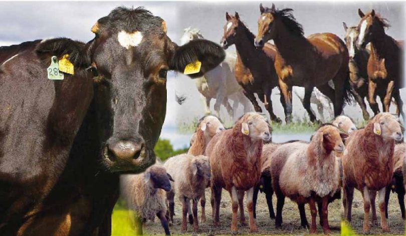 مال ءونىمىن مولايتۋعا مەيلىنشە كوڭىل بولسەك