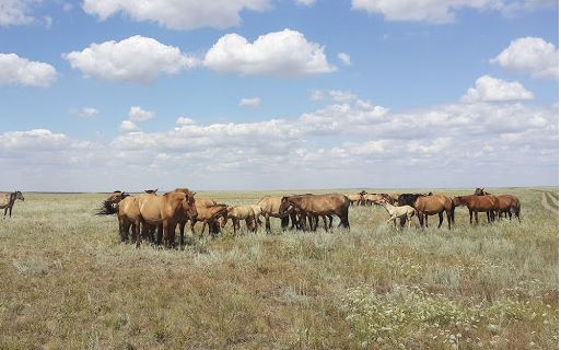 مۇعالجار مەن كوشىم جىلقىلارىن قايتسەك كوبەيتەمىز؟